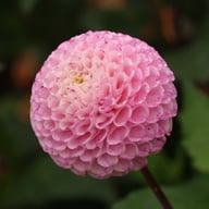 Maaike Dahlia Tuber