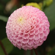 Maaike Dahlia Tuber