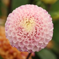 Maaike Dahlia Tuber