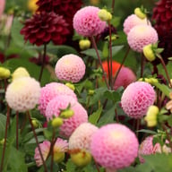 Maaike Dahlia Tuber