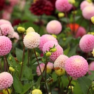 Maaike Dahlia Tuber