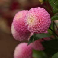 Maaike Dahlia Tuber