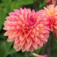 Madame Antoinette Dahlia Knöl