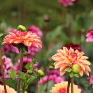 Madame Antoinette Dahlia Knöl