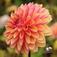 Madame Antoinette Dahlia Knöl