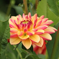 Madame Antoinette Dahlia Knöl