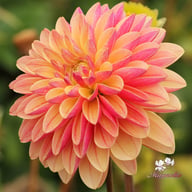 Madame Antoinette Dahlia Knöl