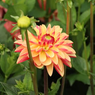 Madame Antoinette Dahlia Knöl