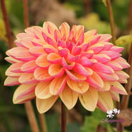 Madame Antoinette Dahlia Knöl