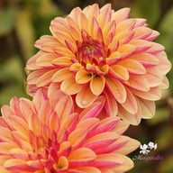 Madame Antoinette Dahlia Knöl