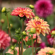 Madame Antoinette Dahlia Knöl