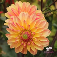 Madame Antoinette Dahlia Knöl
