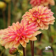 Madame Antoinette Dahlia Knöl