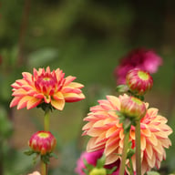Madame Antoinette Dahlia Knöl