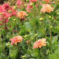 Madame Antoinette Dahlia Knöl