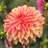 Madame Antoinette Dahlia Knöl