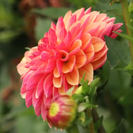 Madame Antoinette Dahlia Knöl