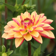 Madame Antoinette Dahlia Knöl