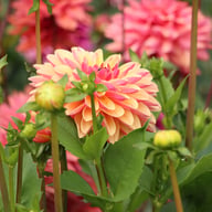 Madame Antoinette Dahlia Knöl