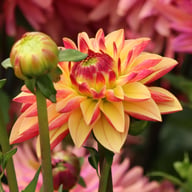 Madame Antoinette Dahlia Knöl