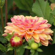 Madame Antoinette Dahlia Knöl