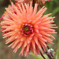 Madeleine Dahlia Knöl