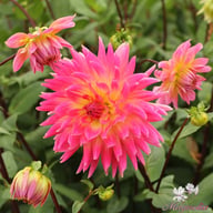 Magic Sunrise Dahlia Knöl