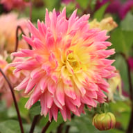 Magic Sunrise Dahlia Tuber