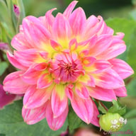 Magic Sunrise Dahlia Knöl