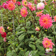Magic Sunrise Dahlia Knöl