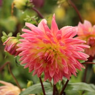 Magic Sunrise Dahlia Tuber