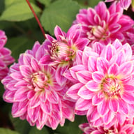 Maldini Dahlia Tuber
