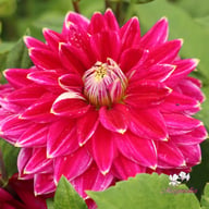 Maldini Dahlia Tuber