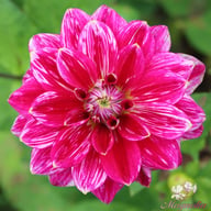 Maldini Dahlia Tuber