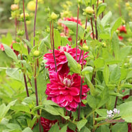 Maldini Dahlia Tuber