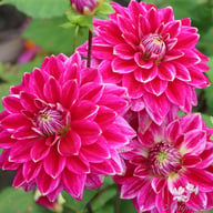 Maldini Dahlia Tuber
