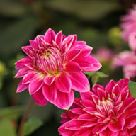 Maldini Dahlia Tuber