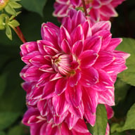 Maldini Dahlia Tuber