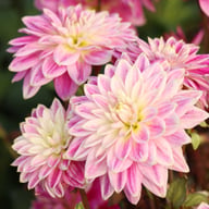 Maldini Dahlia Tuber