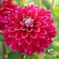 Maldini Dahlia Tuber