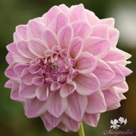 Mama Mia Dahlia Tuber