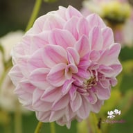 Mama Mia Dahlia Tuber