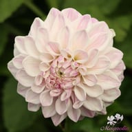 Mama Mia Dahlia Tuber