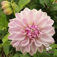 Mama Mia Dahlia Tuber