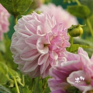 Mama Mia Dahlia Tuber
