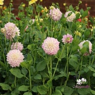 Mama Mia Dahlia Tuber