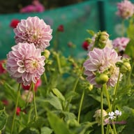 Mama Mia Dahlia Tuber