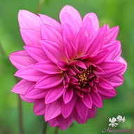 Mambo Dahlia Knöl