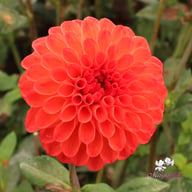 Manderino Dahlia Tuber