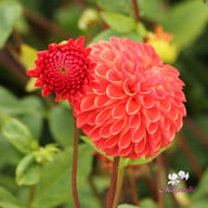 Manderino Dahlia Tuber